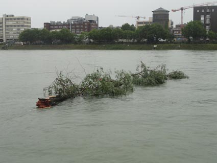 Boomstam in de Rijn